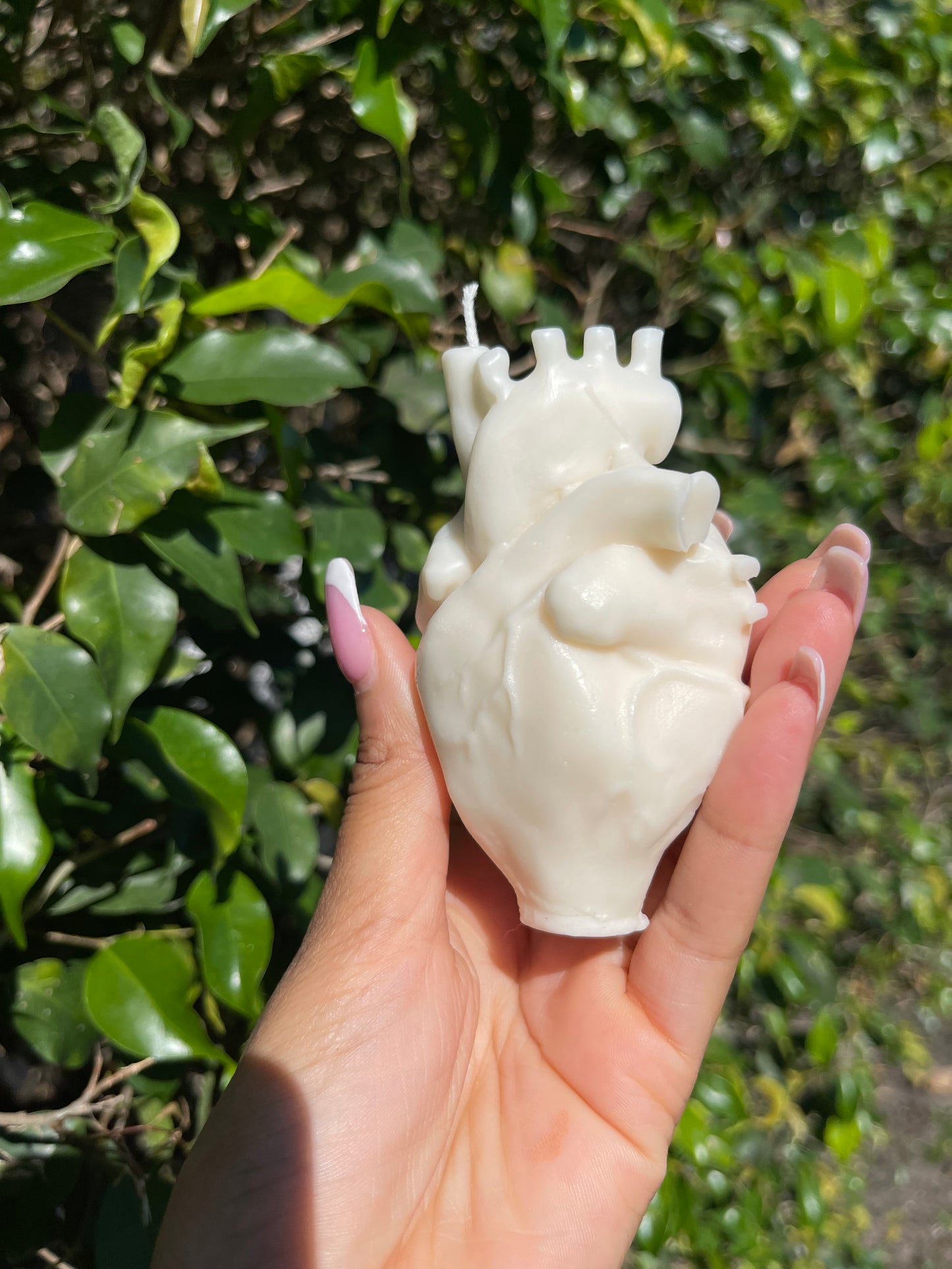Human Heart