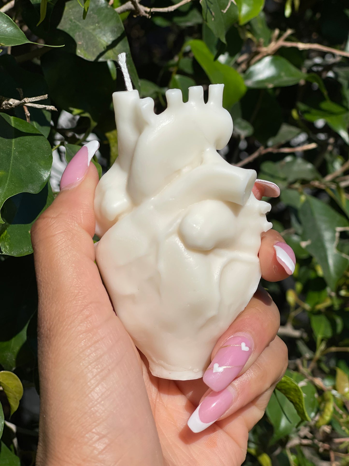 Human Heart