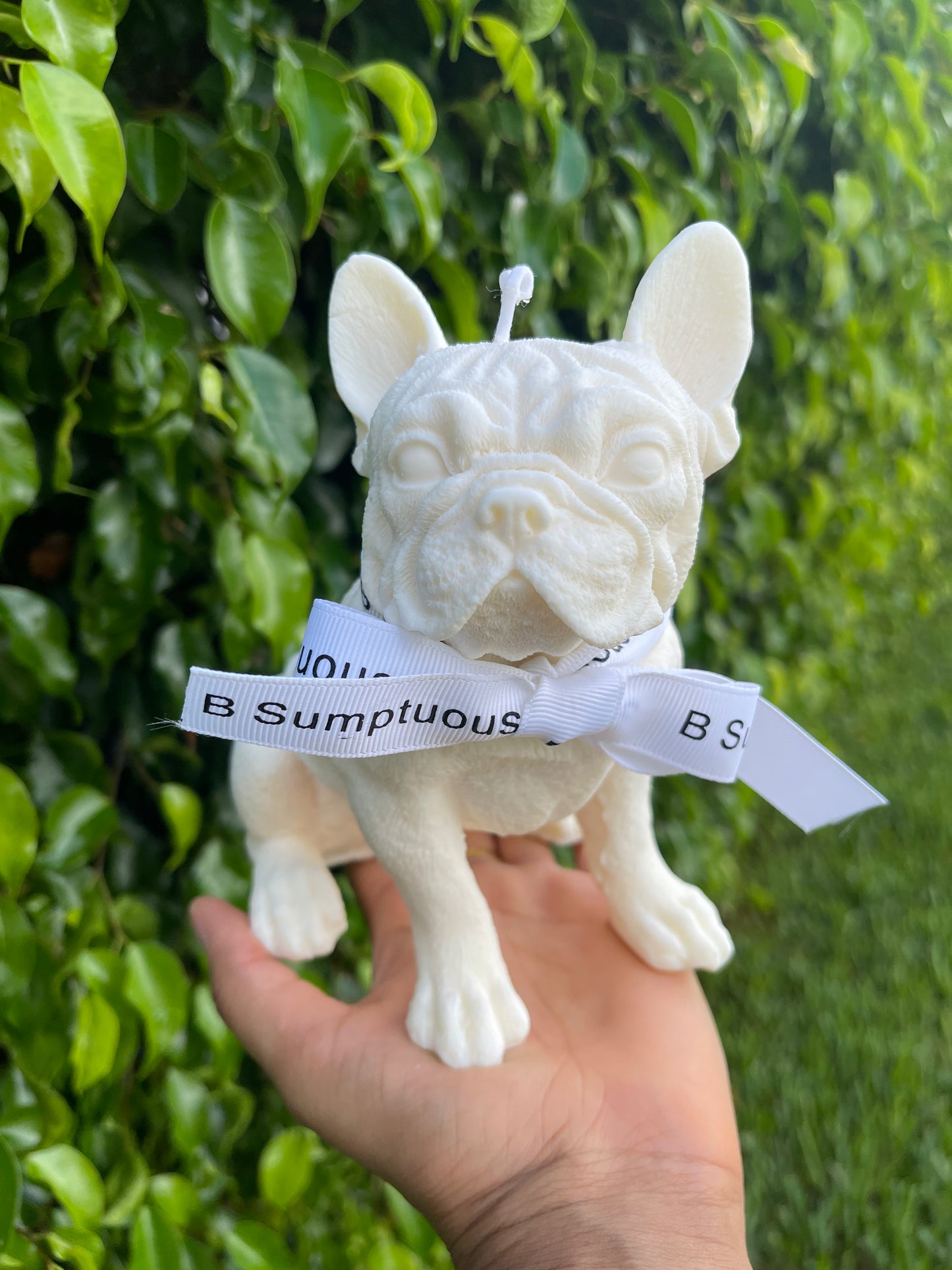Cute Frenchie
