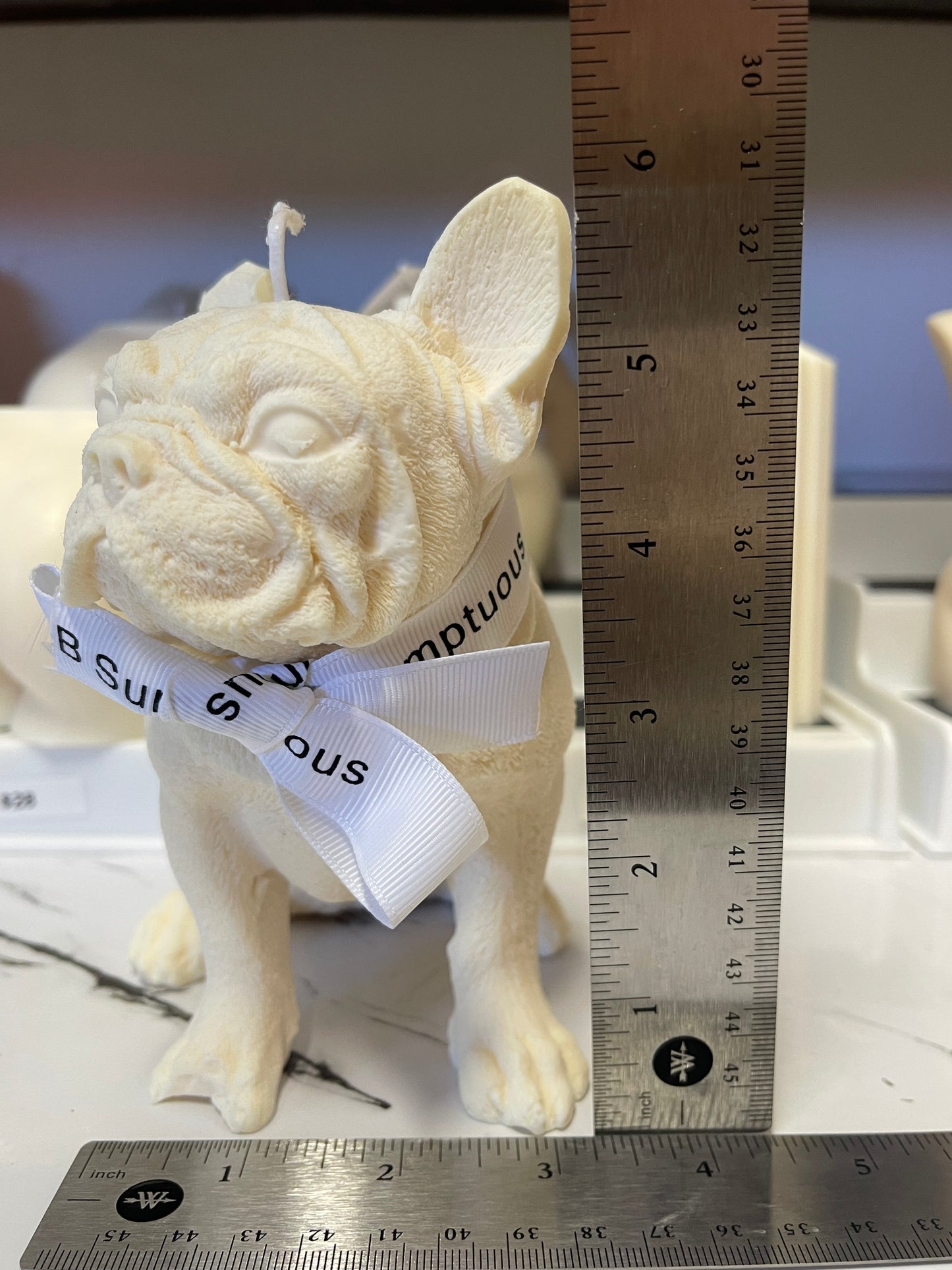 Cute Frenchie